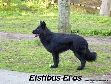 Eros in stand, zou zomaar een prachtige dekreu kunnen zijn!
